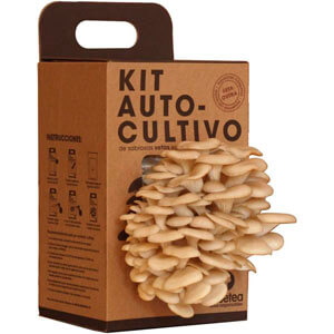 Kit de autocultivo setas